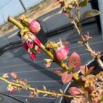サザンハイブッシュ系サンシャインブルーの花