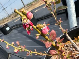 サザンハイブッシュ系サンシャインブルーの花