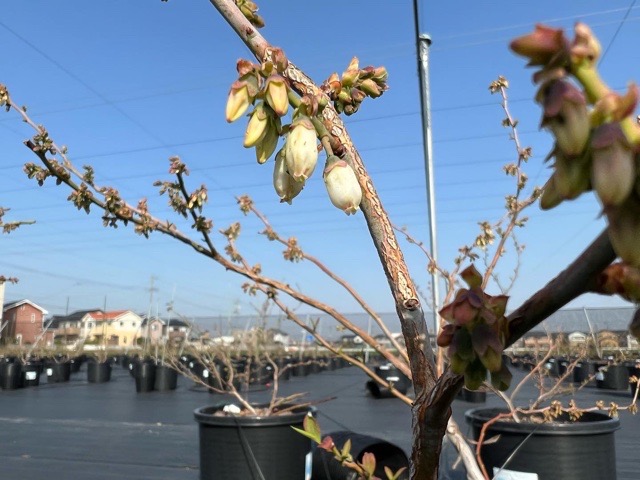 ベッキーブルー