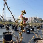 2022年3月27日ブルーベリーの開花状況