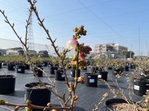2022年3月27日ブルーベリーの開花状況
