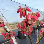 暖かい日でたくさんの品種が開花しました