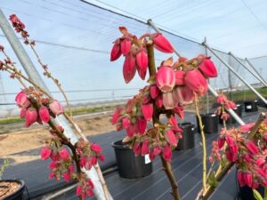 暖かい日でたくさんの品種が開花しました