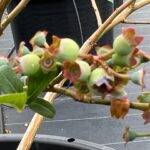 ブルーベリーが花から実へ変わってきました