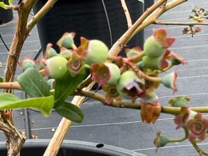 ブルーベリーが花から実へ変わってきました