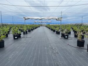 ブルーベリー園に防鳥網を設置しました