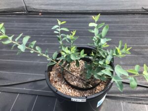 タイタン　ラビットアイ系ブルーベリー