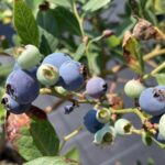 OPI サザンハイブッシュ系ブルーベリー