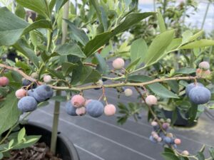 ノビリス　ラビットアイ系ブルーベリー