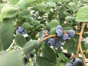 ユーリカ　サザンハイブッシュ系ブルーベリー