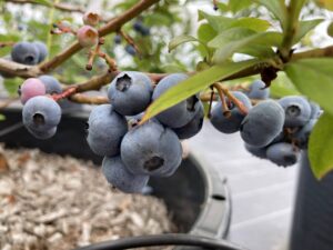 エリザベス　ノーザンハイブッシュ系ブルーベリー