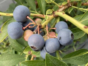 クレイワー　ラビットアイ系ブルーベリー