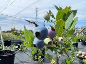 スパルタン　ノーザンハイブッシュ系ブルーベリー