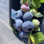 デューク ノーザンハイブッシュ系ブルーベリー