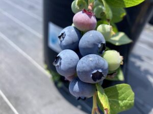 デューク　ノーザンハイブッシュ系ブルーベリー