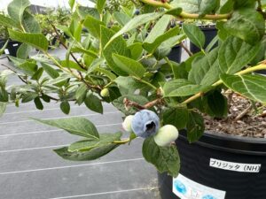 ブリジッタ　ノーザンハイブッシュ系ブルーベリー