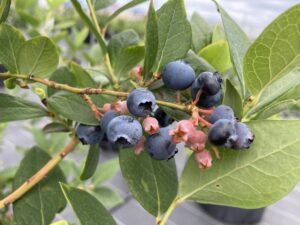 シャープブルー　サザンハイブッシュ系ブルーベリー