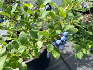 ジュエル　サザンハイブッシュ系ブルーベリー