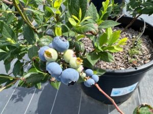 スイートハート　ノーザンハイブッシュ系ブルーベリー