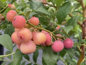 フロリダローズ ラビットアイ系ブルーベリー