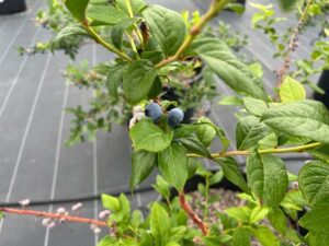 ブルークロップ ノーザンハイブッシュ系ブルーベリー
