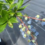 ブルーゴールド ノーザンハイブッシュ系ブルーベリー