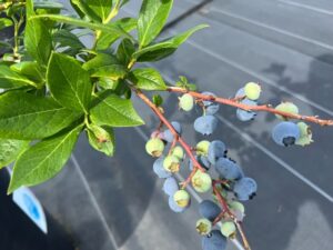 ブルーゴールド　ノーザンハイブッシュ系ブルーベリー