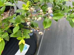 レガシー ノーザンハイブッシュ系ブルーベリー