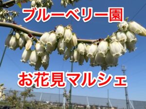 ブルーベリーのお花見マルシェ開催します