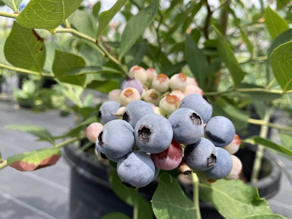 実付 ブライトウェル 大苗| 種・苗・ガーデニング用品の【タキイネット通販】 ブルーベリー苗バルドウィン＆ブライトウェル大苗2本セット