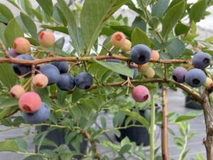 バルドウィン　ラビットアイ系ブルーベリー