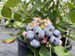 パウダーブルー　ラビットアイ系ブルーベリー