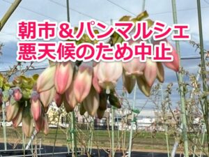 朝市＆パンマルシェ中止のお知らせ