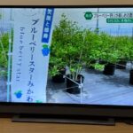 キャッチネットワークで放送されました