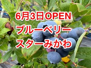 ブルーベリー狩りオープンしました