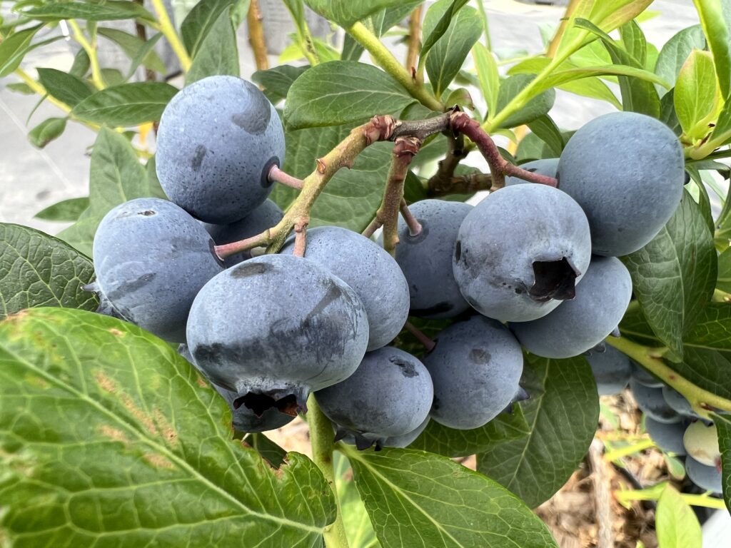 ラビットアイ系ブルーベリー