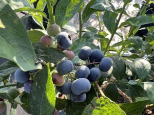 7月からラビットアイ系ブルーベリーのエリアを開放します