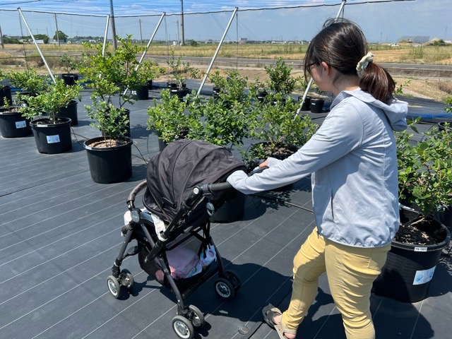 ベビーカーでブルーベリー狩り