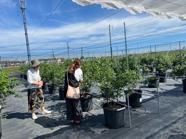 ブルーベリー狩り