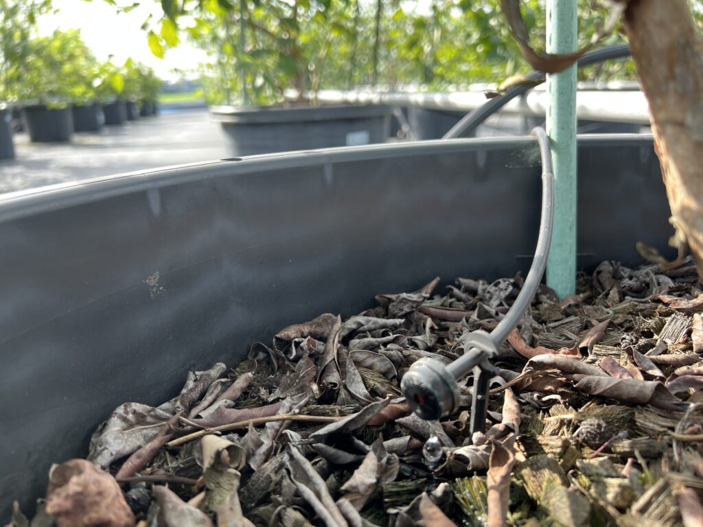 ブルーベリー養液栽培