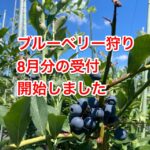 ブルーベリー狩り8月分の予約の受付を開始します