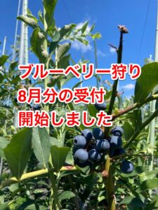 ブルーベリー狩り8月分の予約の受付を開始します
