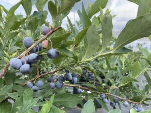 オースチン　ラビットアイ系ブルーベリー