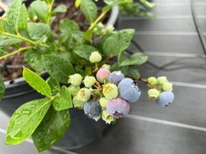 ヌイ　ノーザンハイブッシュ系ブルーベリー