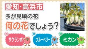 メーテレのドデスカプラスのウルフィ3択