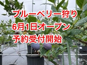予約開始！ブルーベリー狩り6月1日オープン