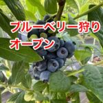 2024年ブルーベリー狩りオープンしました