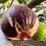 直売所にていちじくの販売を開始します