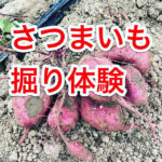 いもほり収穫体験開催します