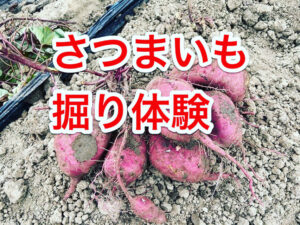 いもほり収穫体験開催します